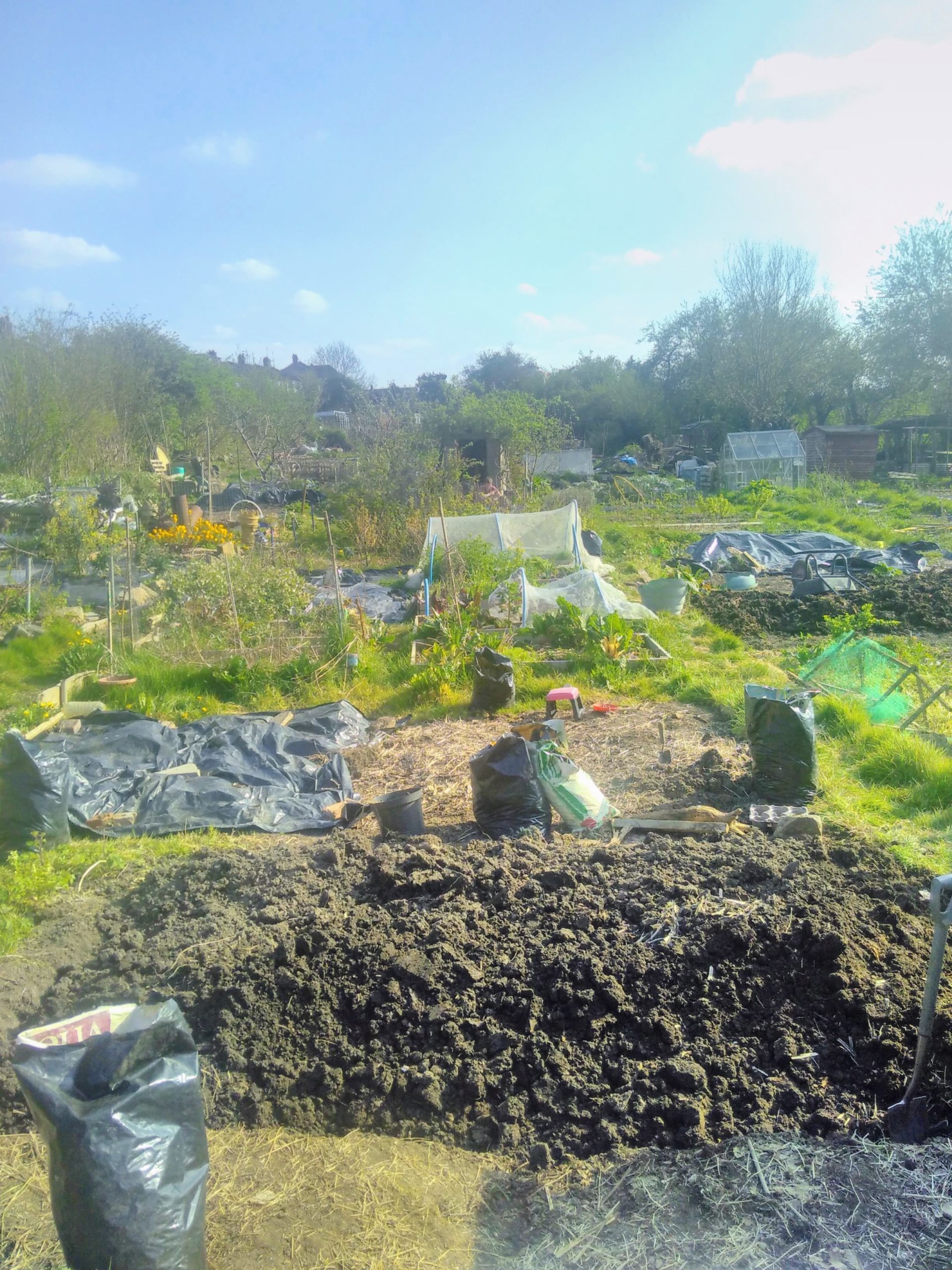 View of the allotment