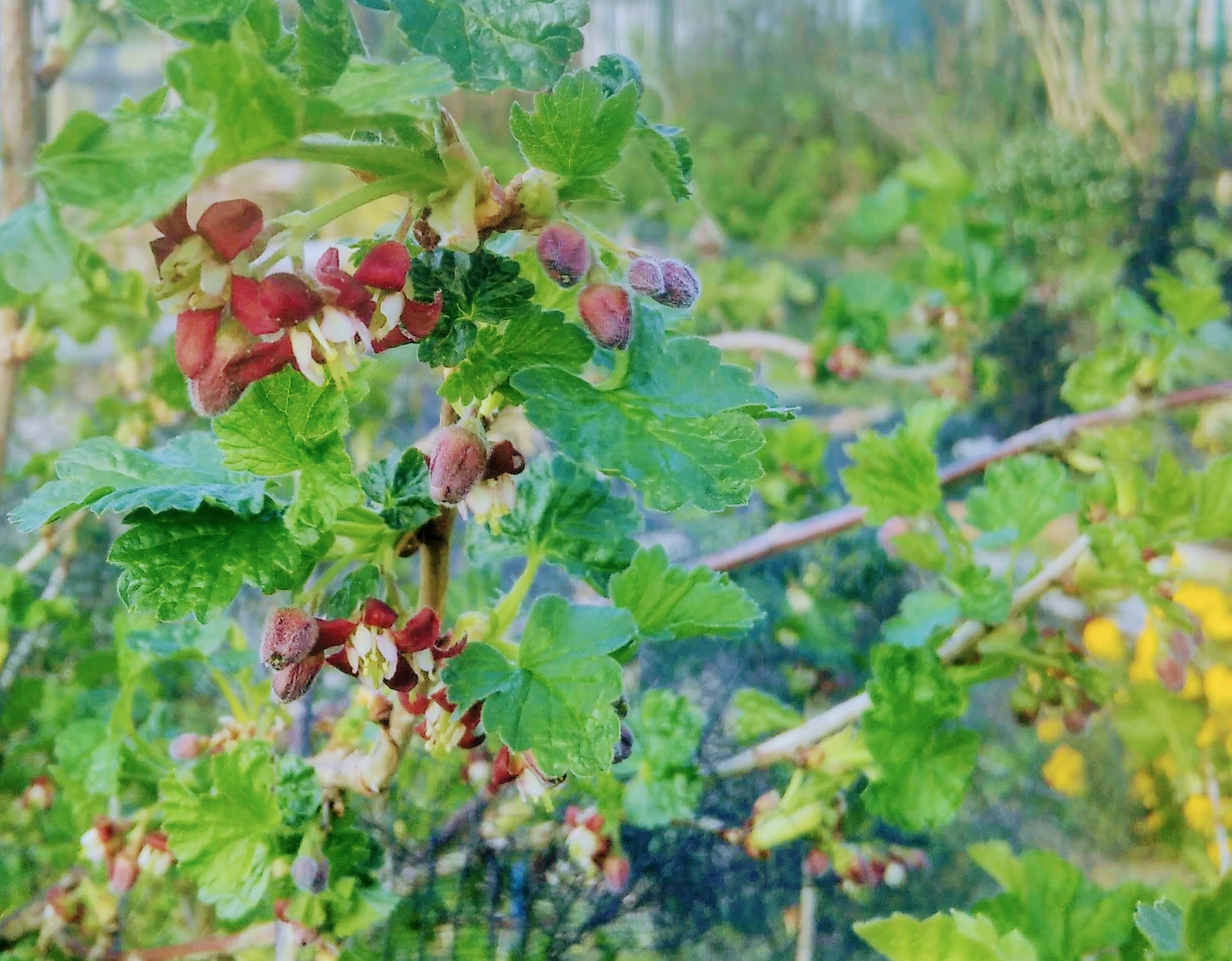 jostaberry flowers