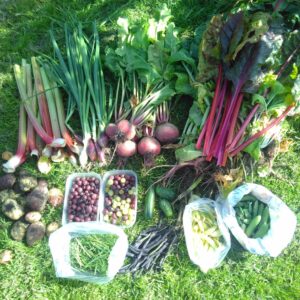 massive harvest