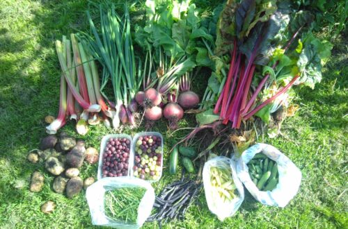 massive harvest