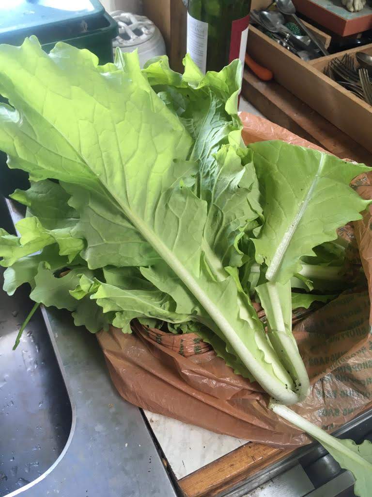 chinese cabbage