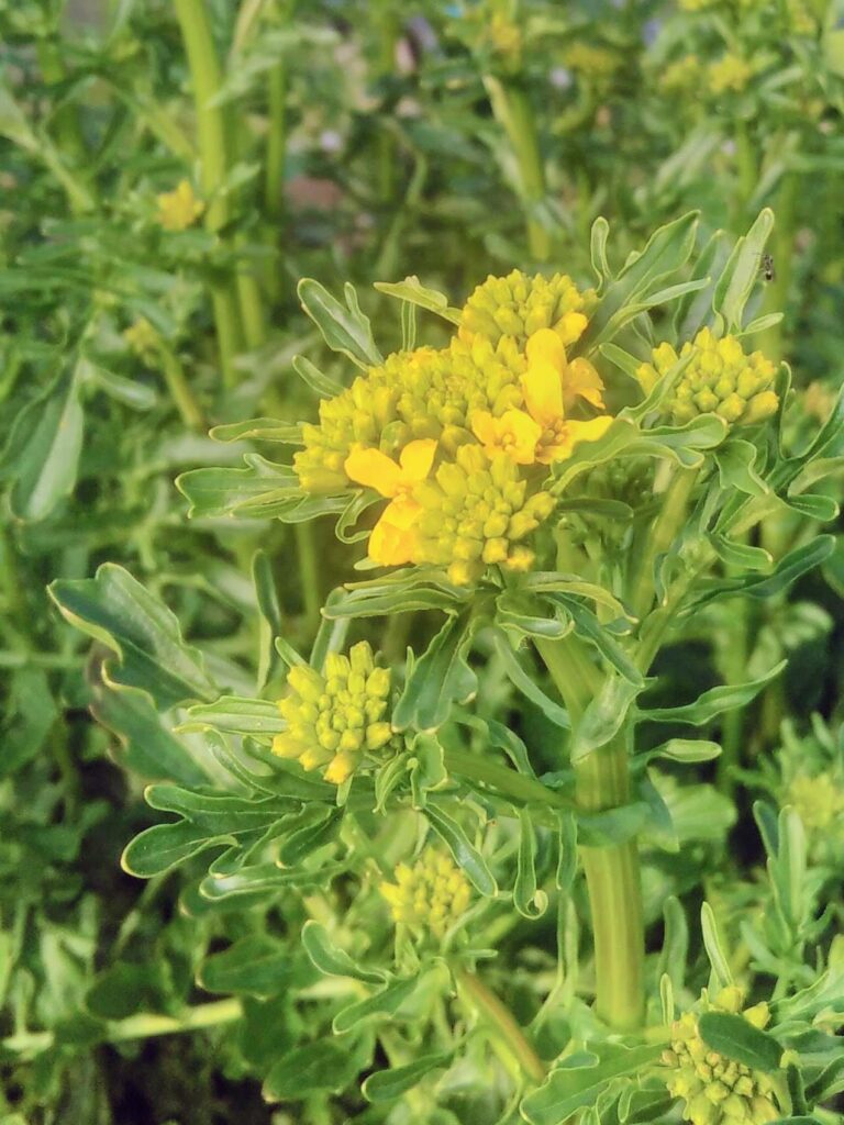 flowering land cress