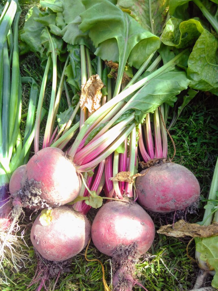 bunch of beetroot