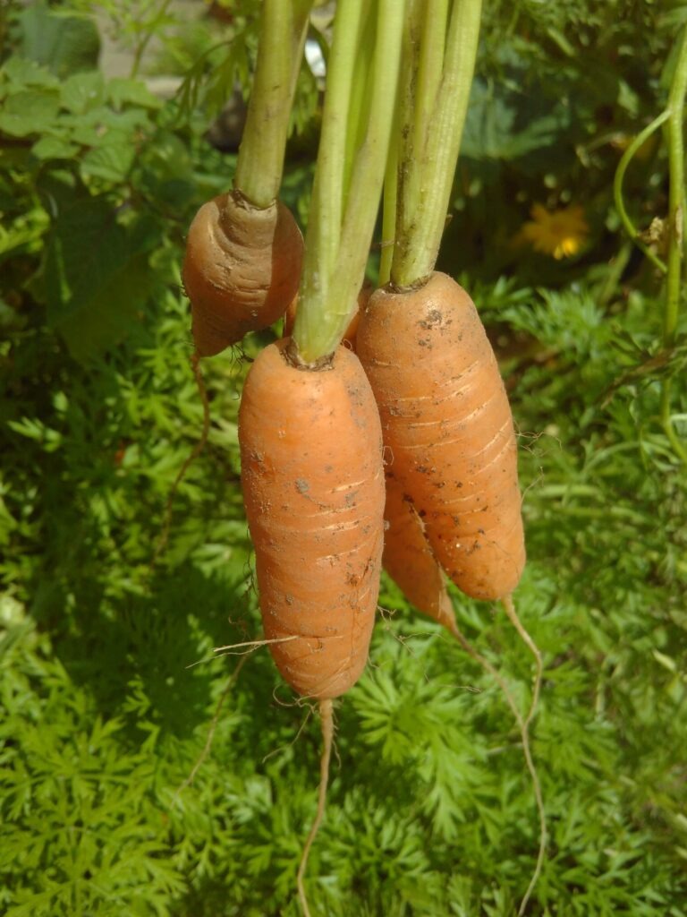 bunch of carrots