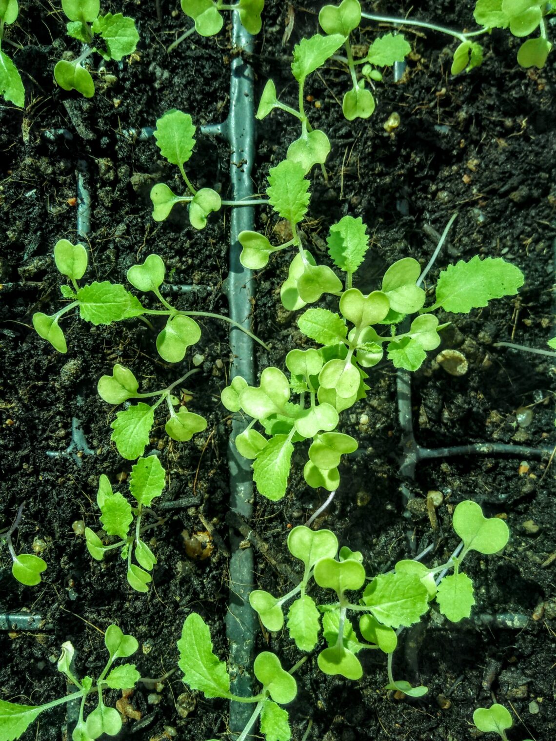 brassica seedlings