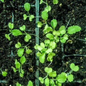 brassica seedlings