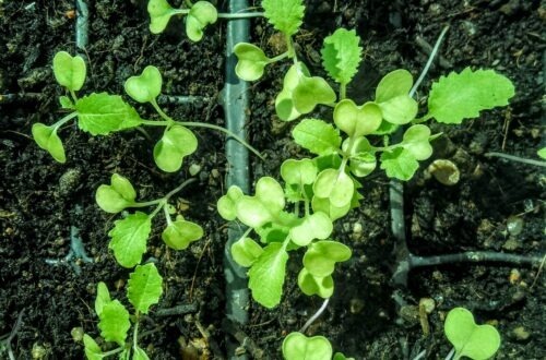brassica seedlings