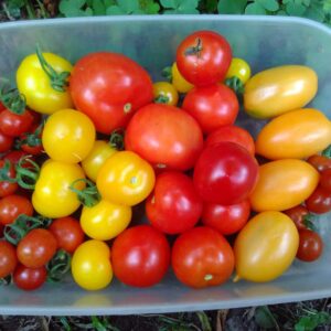 tomatoes