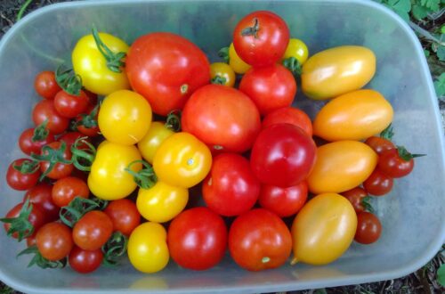 tomatoes