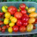 tomatoes