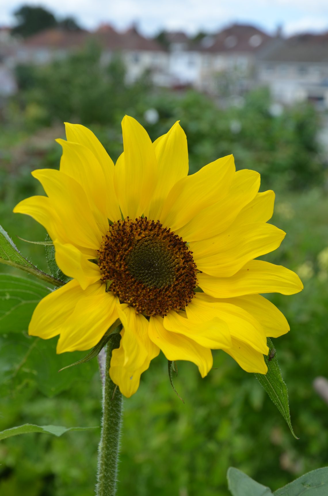 sunflower